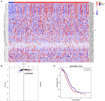 Long Non-coding RNA LINC01969 Promotes Ovarian  - Frontiers